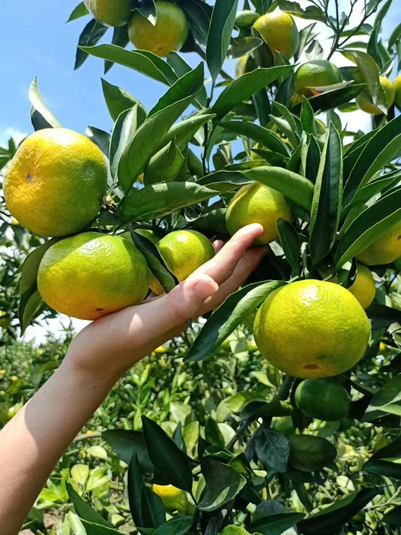广西特早蜜橘大芬大量上市55起步皮薄化渣