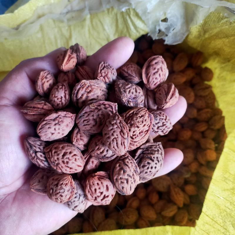 毛桃树种子