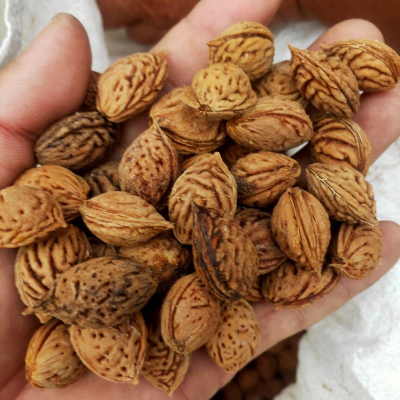 毛桃树种子