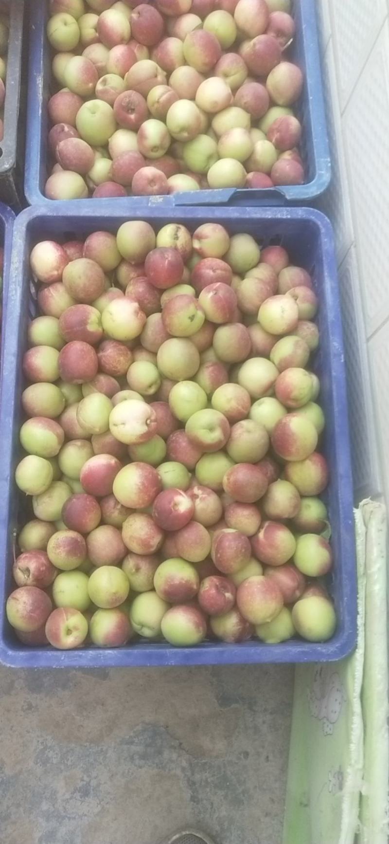李广桃，批发