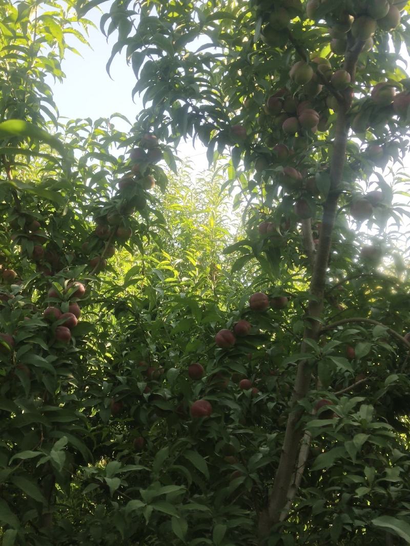李广桃，批发