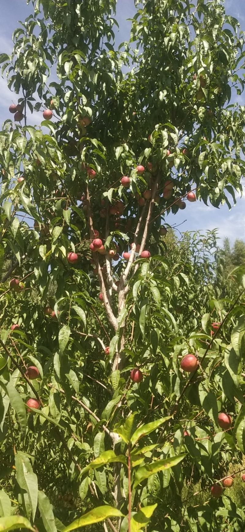 李广桃，批发