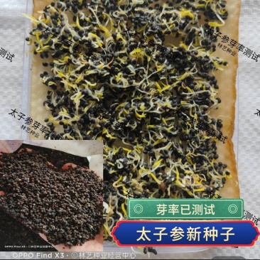 正品太子参种子药材四叶参种籽四季播种阳台盆栽孩儿童参