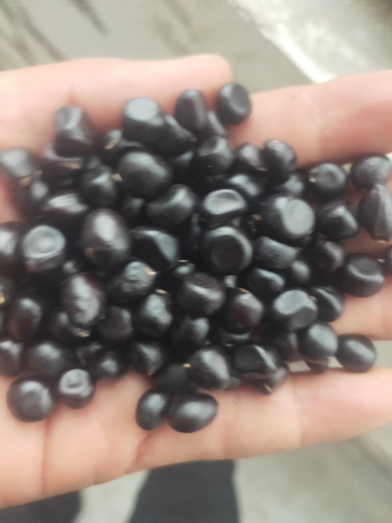 牡丹种子大量供应，一手货源，产地直发，价格优惠