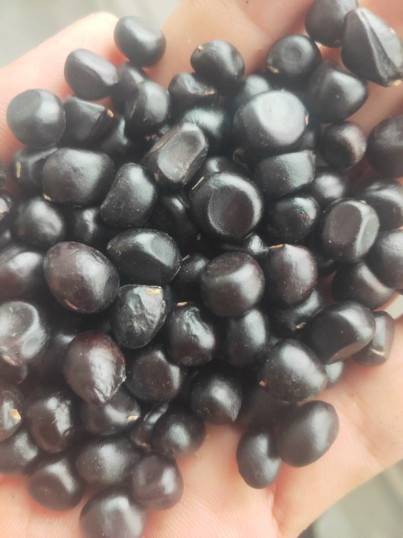 牡丹种子大量供应，一手货源，产地直发，价格优惠