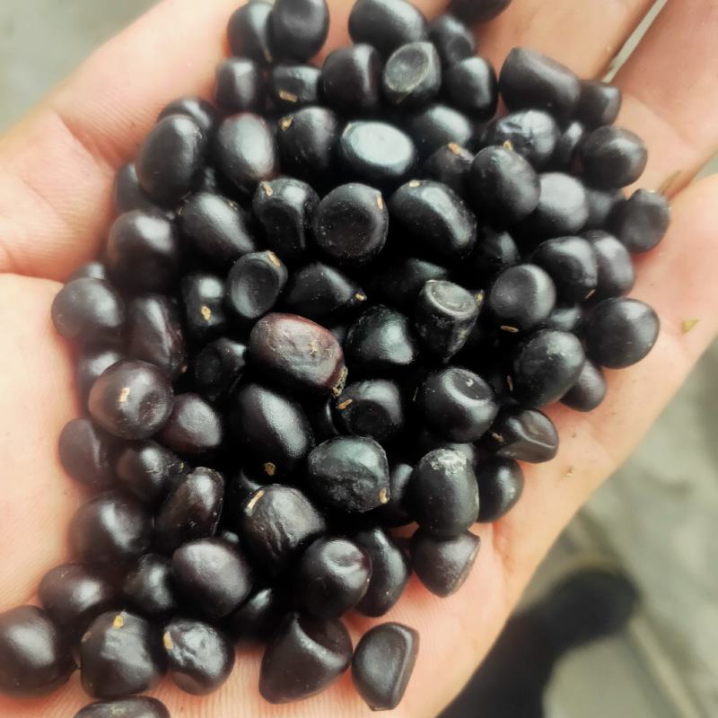 牡丹种子大量供应，一手货源，产地直发，价格优惠