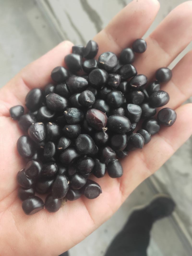 牡丹种子大量供应，一手货源，产地直发，价格优惠