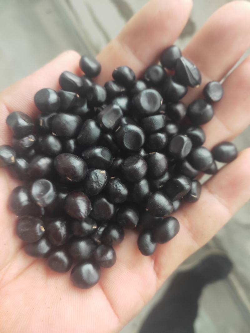 牡丹种子大量供应，一手货源，产地直发，价格优惠