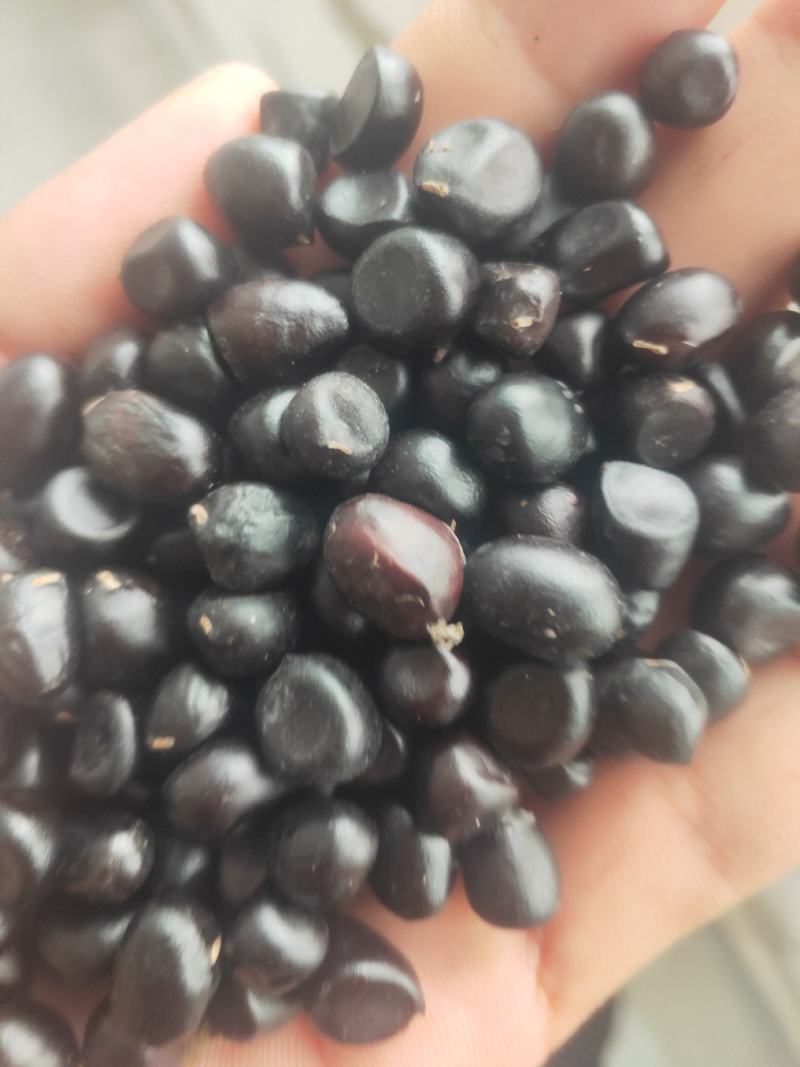 牡丹种子大量供应，一手货源，产地直发，价格优惠