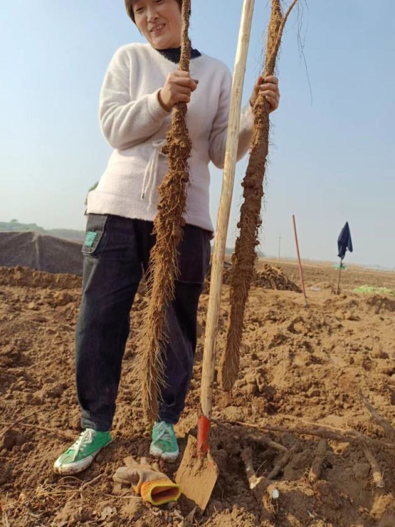 沙土地优质铁棍山药产地货源，实地考察，见面交易欢迎采购