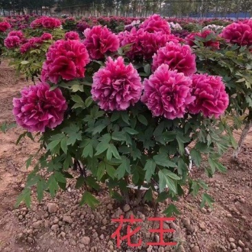 牡丹花王