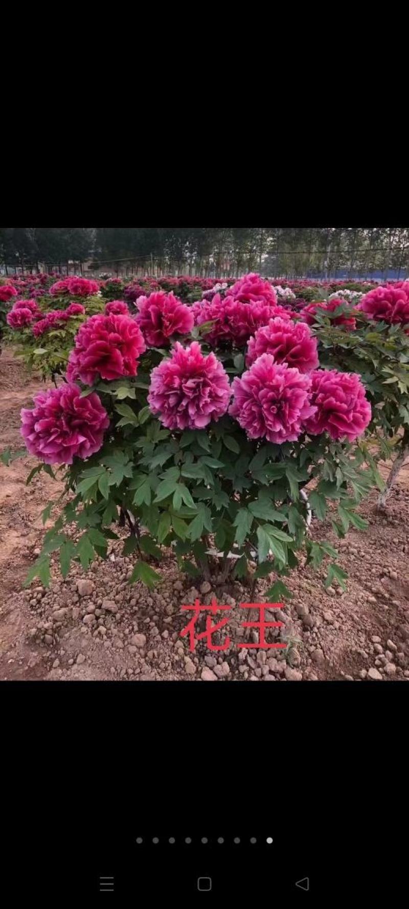 牡丹花王