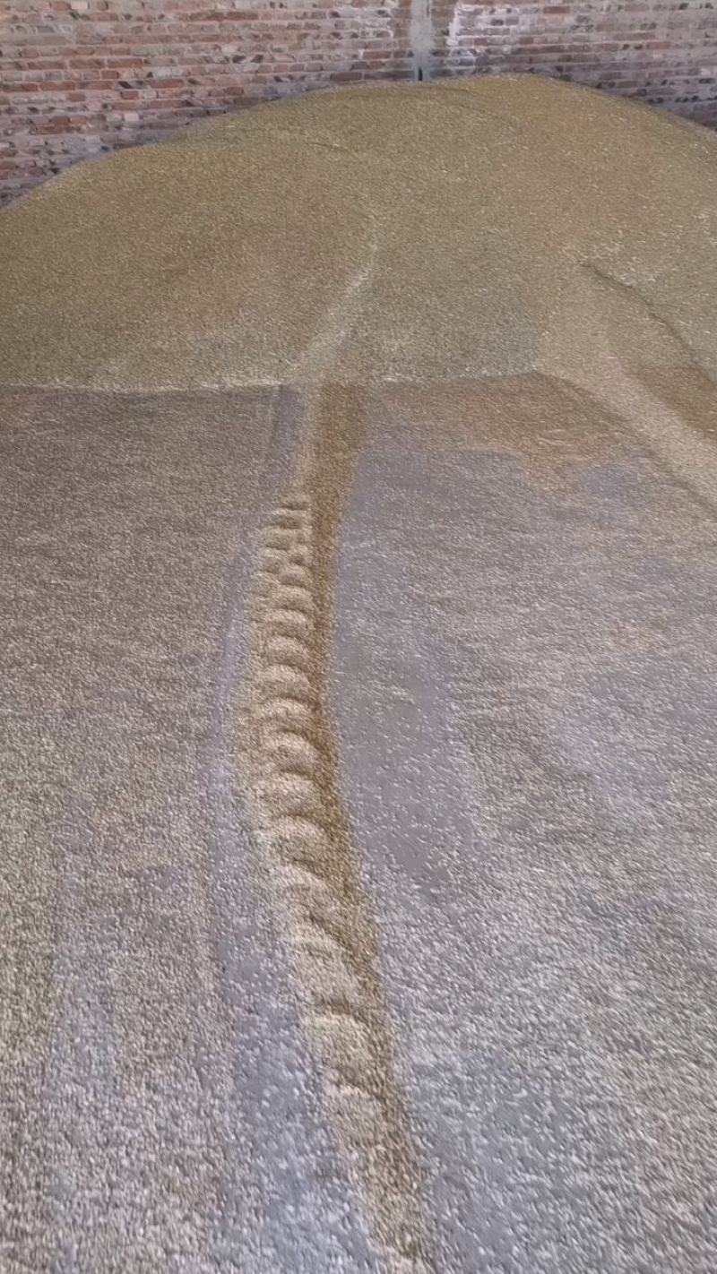 优质小麦，货源充足，