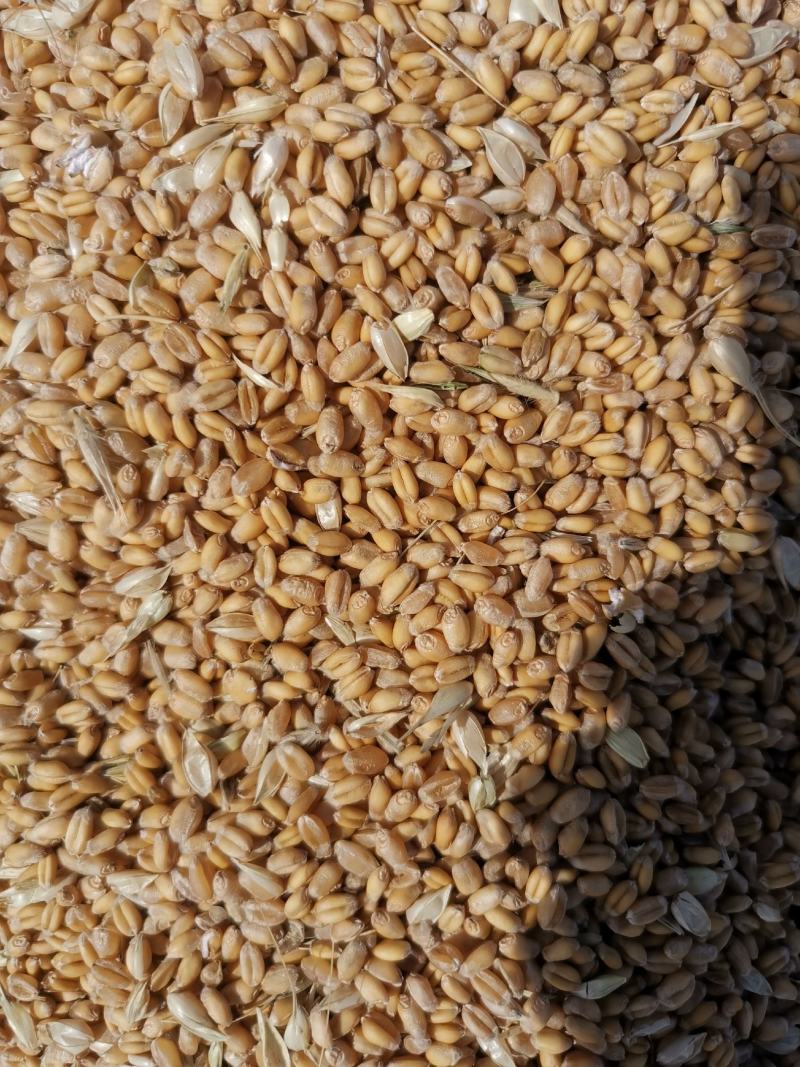 优质小麦，货源充足，