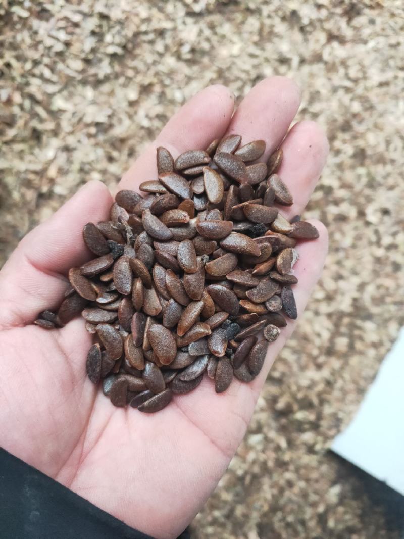 软枣籽大量供应，一手货源，产地直发的，欢迎采购
