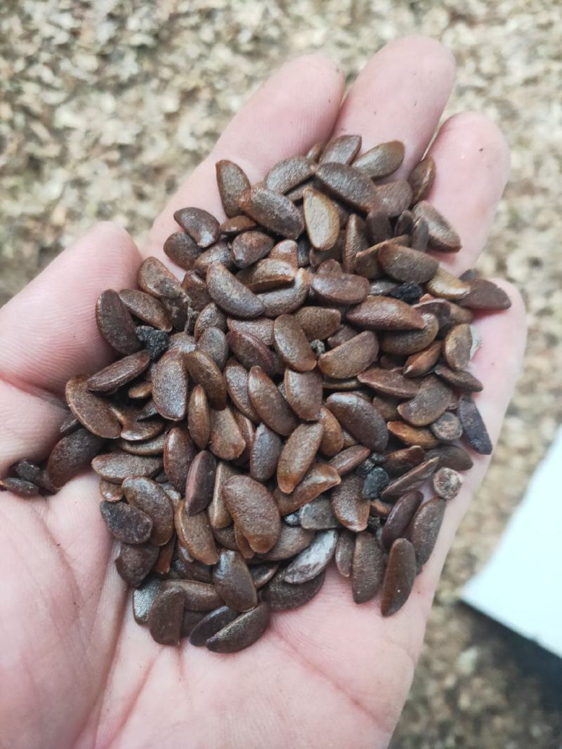 软枣籽大量供应，一手货源，产地直发的，欢迎采购