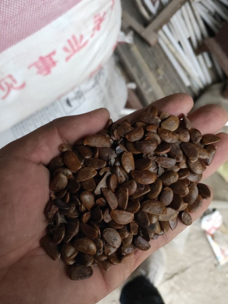 软枣籽大量供应，一手货源，产地直发的，欢迎采购