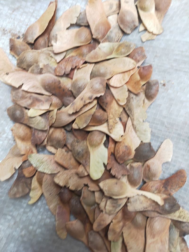 五角枫种子元宝风籽大量供应，产地直发，价格优惠