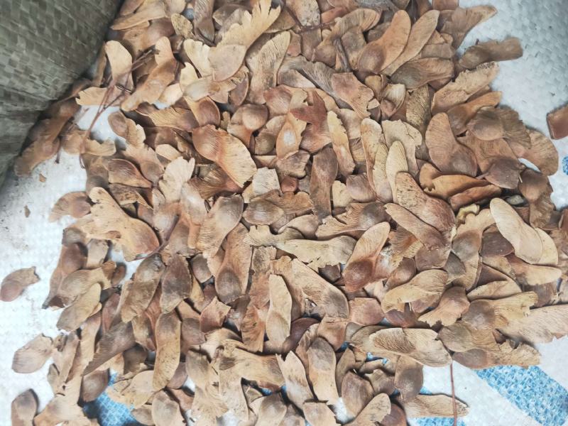 五角枫种子元宝风籽大量供应，产地直发，价格优惠