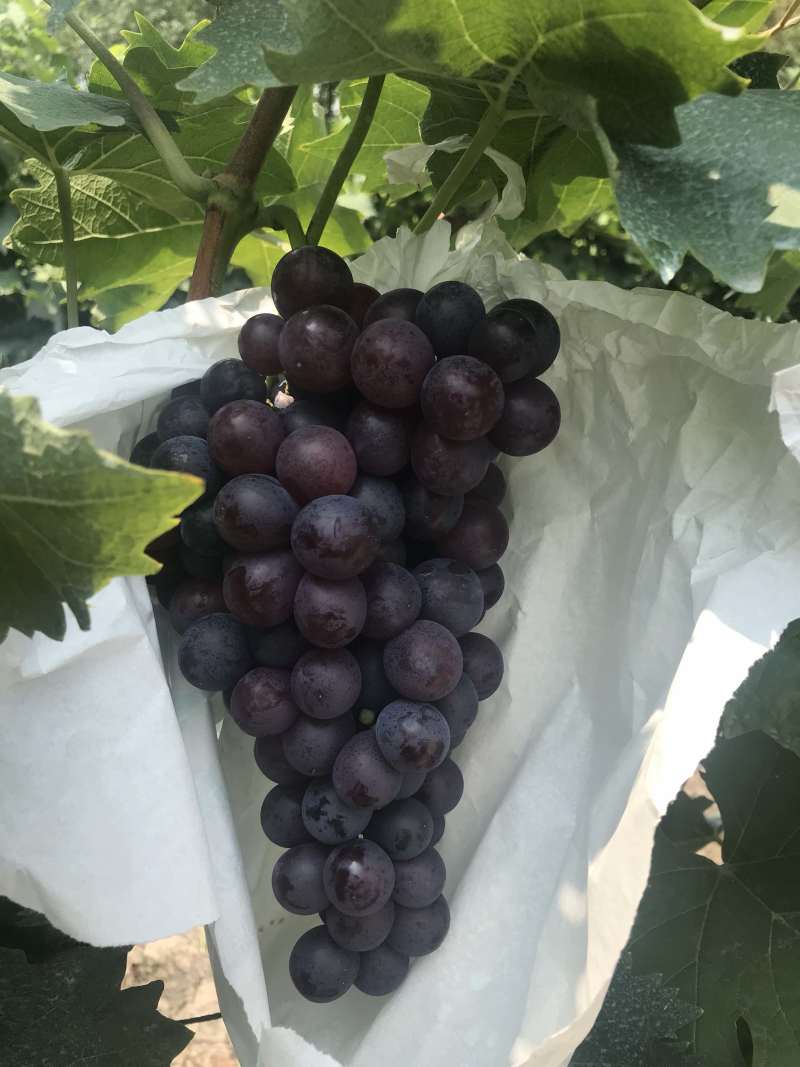 茶淀玫瑰香葡萄，专业代办！实体店铺出货稳定
