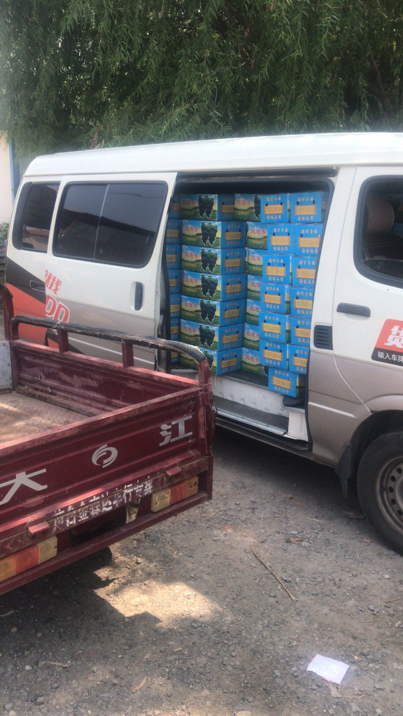 茶淀玫瑰香葡萄，专业代办！实体店铺出货稳定