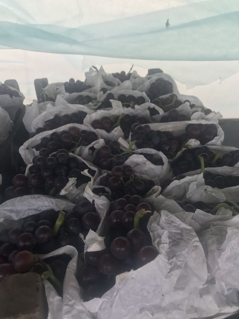 茶淀玫瑰香葡萄，专业代办！实体店铺出货稳定