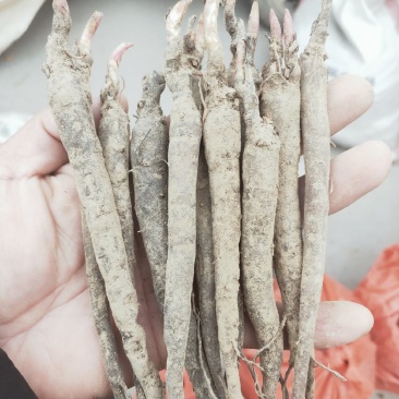 芍药苗