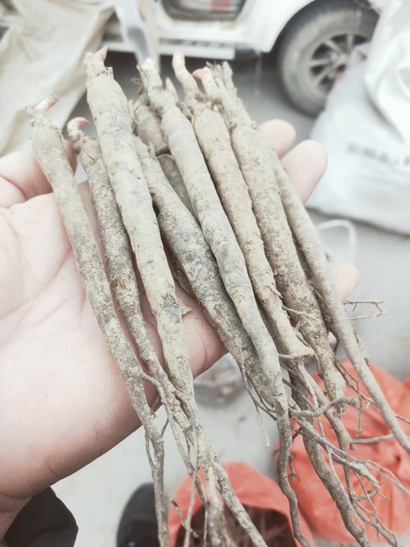 芍药苗
