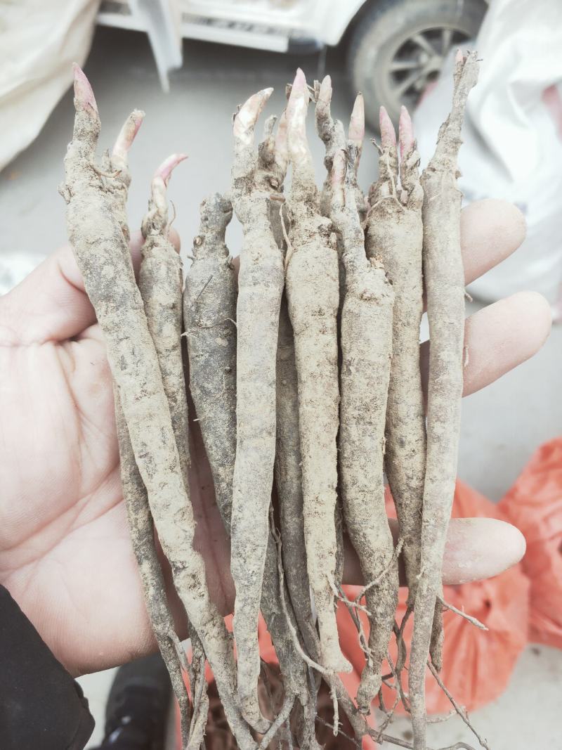 芍药苗