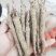 芍药苗