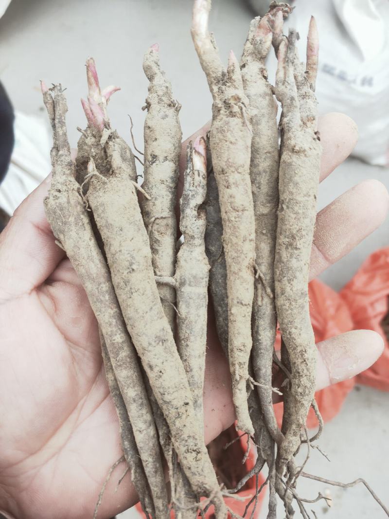 芍药苗