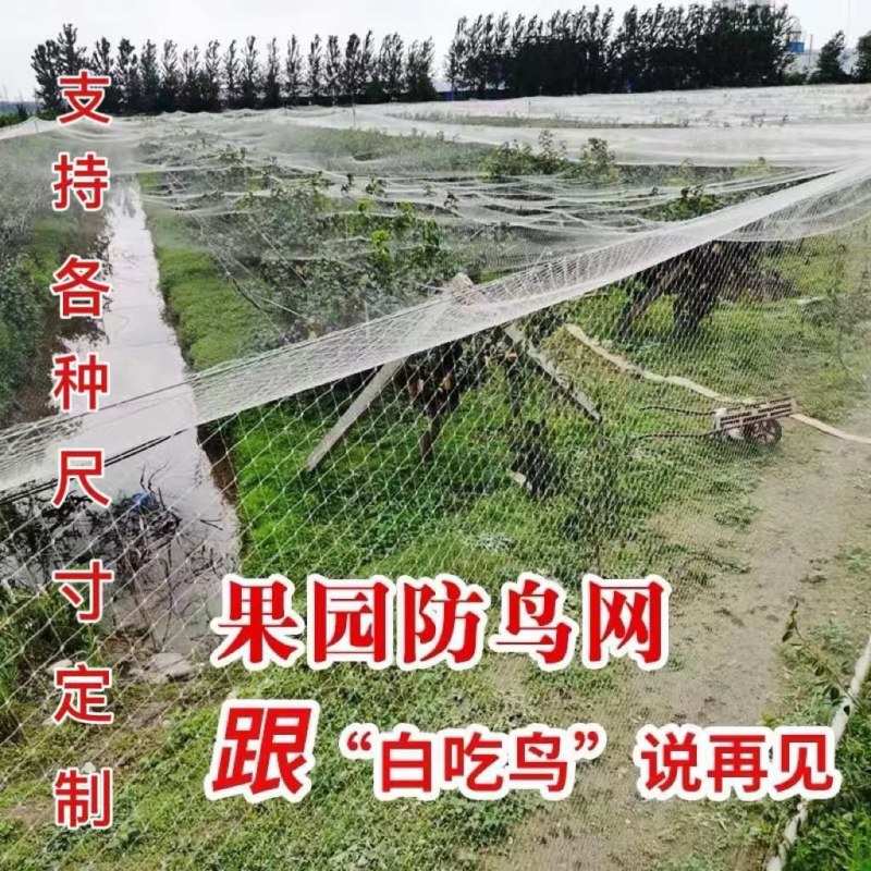 防鸟网聚乙烯尼龙网防鸟网果园鱼塘青蛙泥鳅专用防鸟遮鸟网