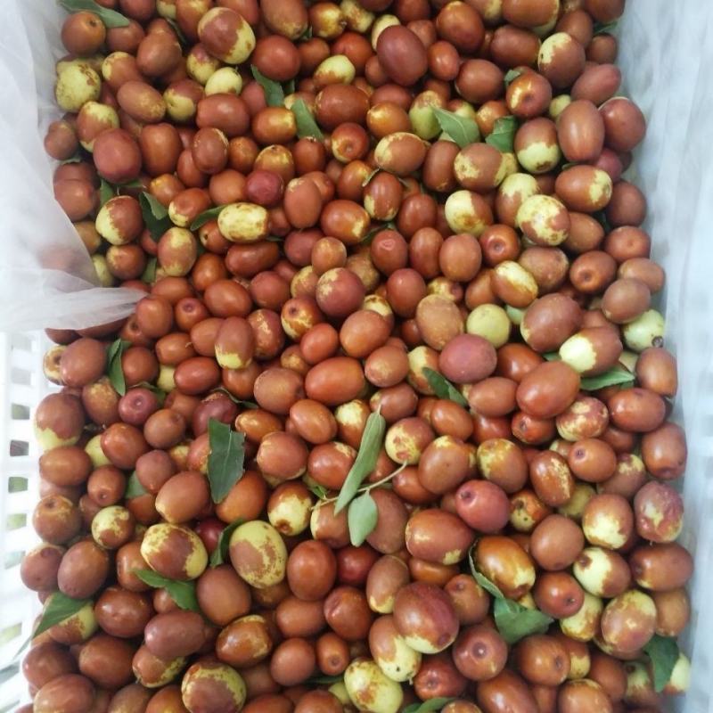 沧州金丝小枣手摘枣