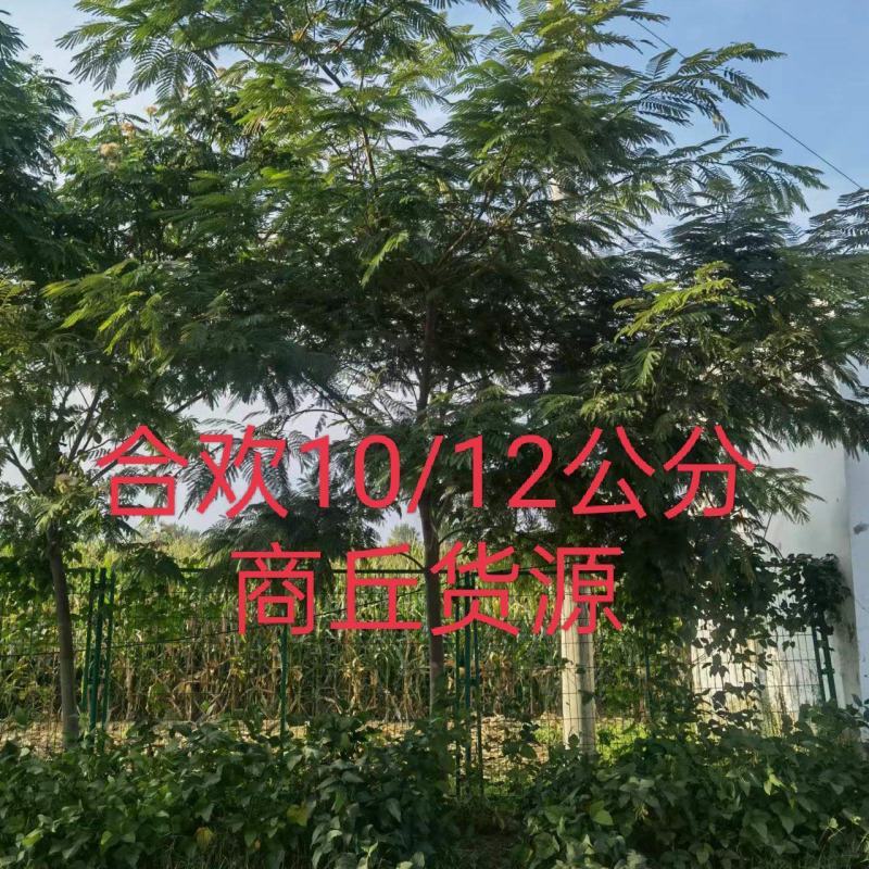 合欢路树一级质量商丘