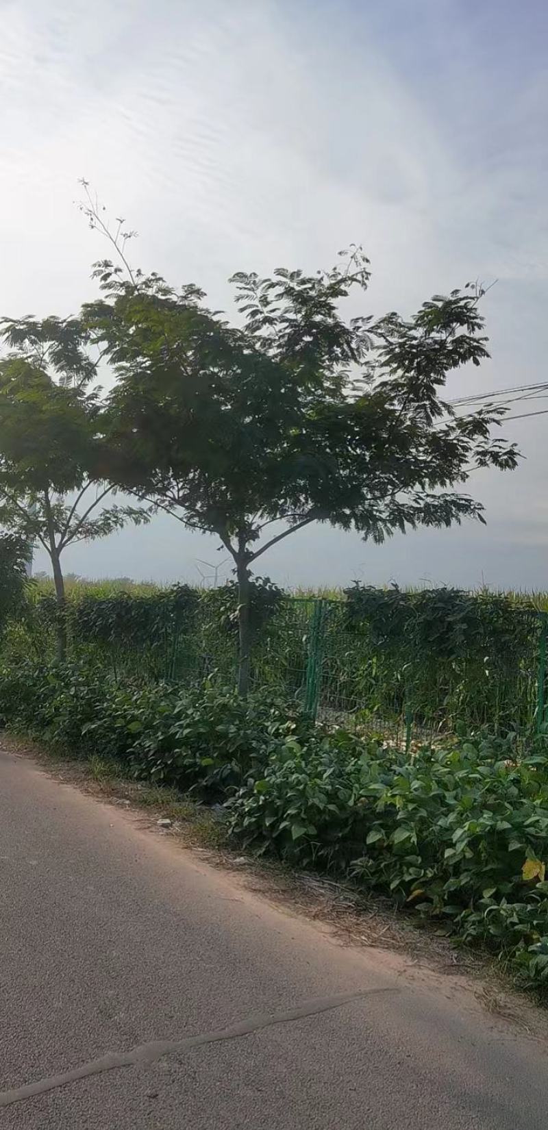 合欢路树一级质量商丘