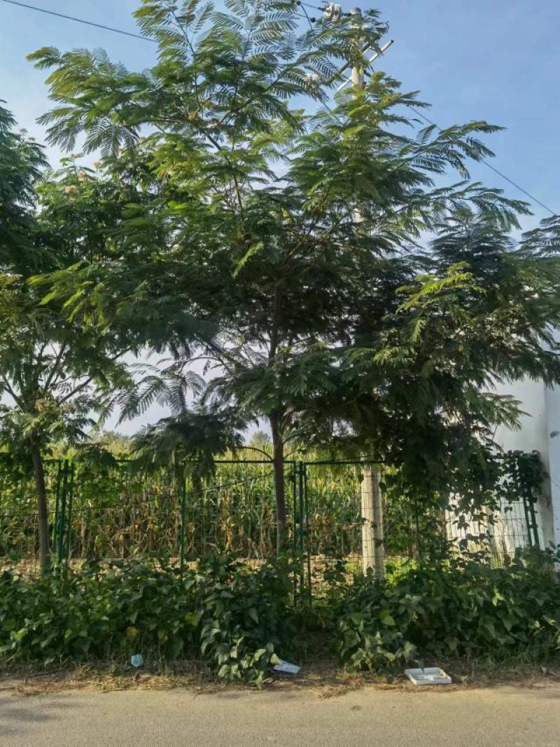 合欢路树一级质量商丘