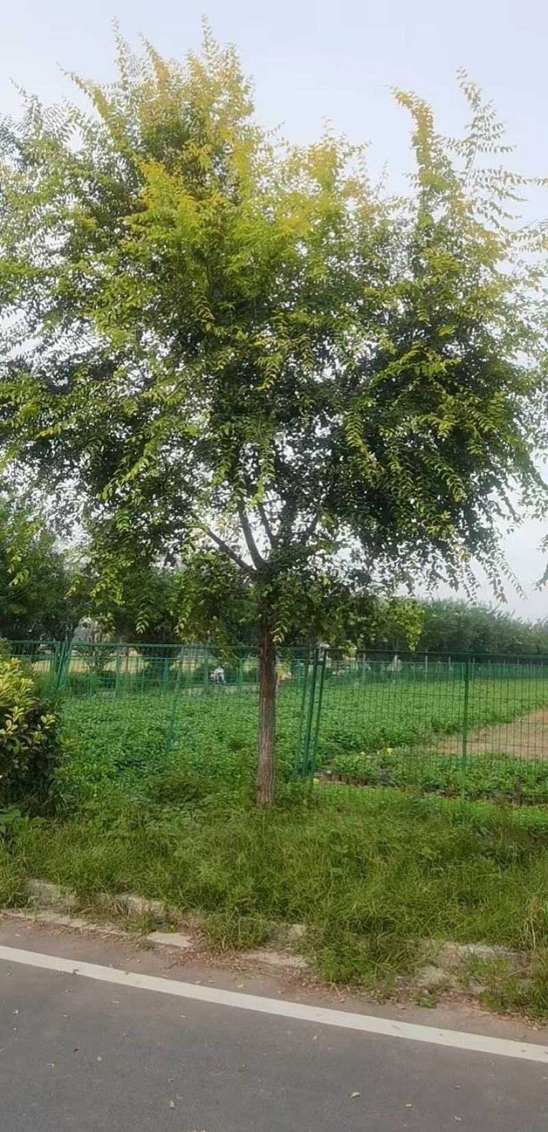 合欢路树一级质量商丘