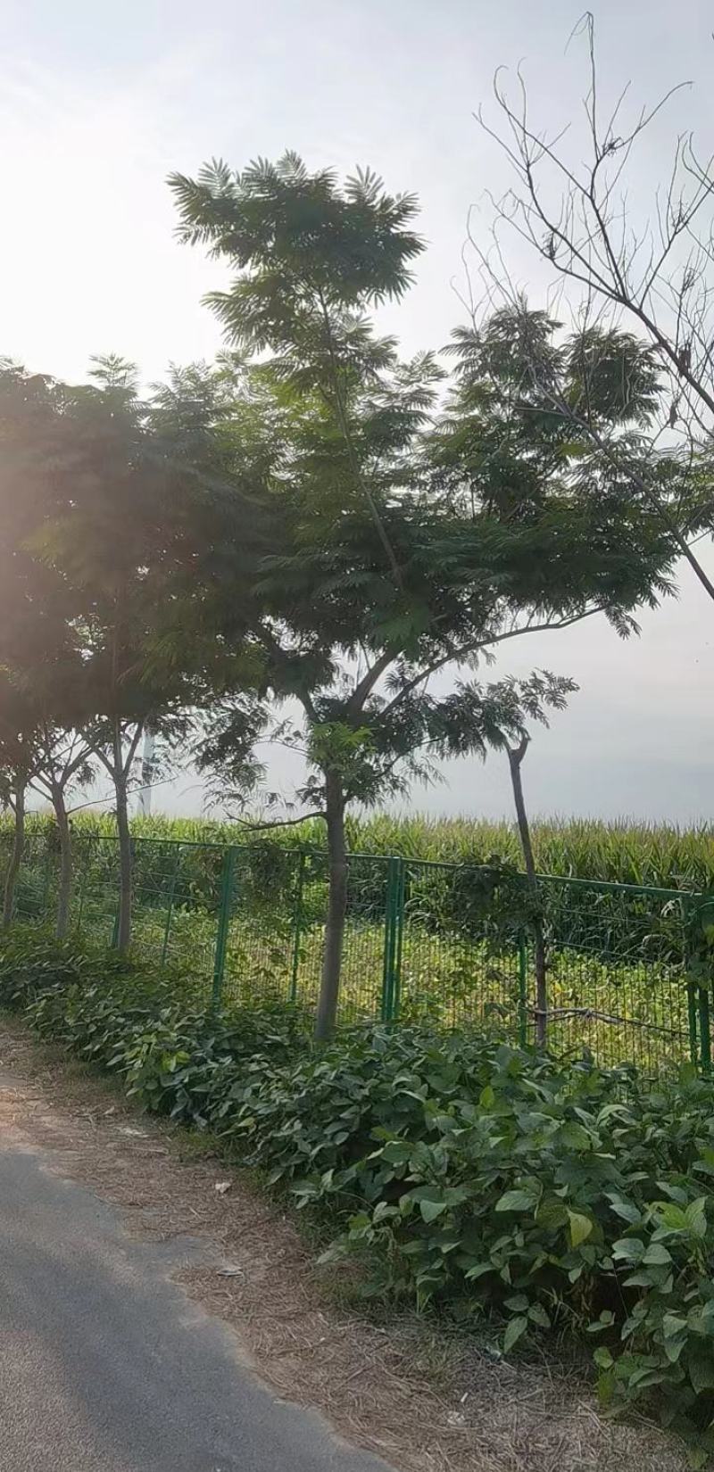 合欢路树一级质量商丘
