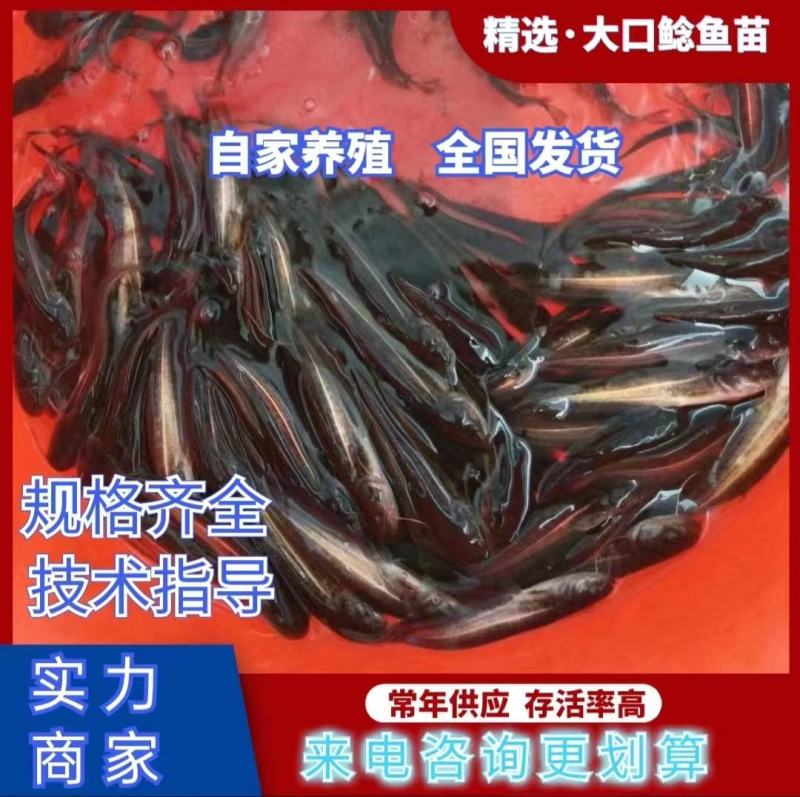热卖《大口鲶鱼苗》产地直供包运输下塘提供技术货到付款