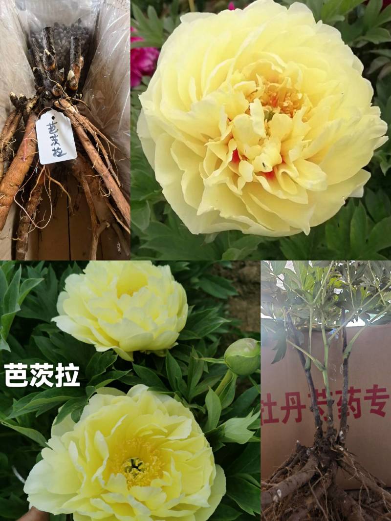 精品牡丹苗，牡丹基地直售批发零售包活包开花