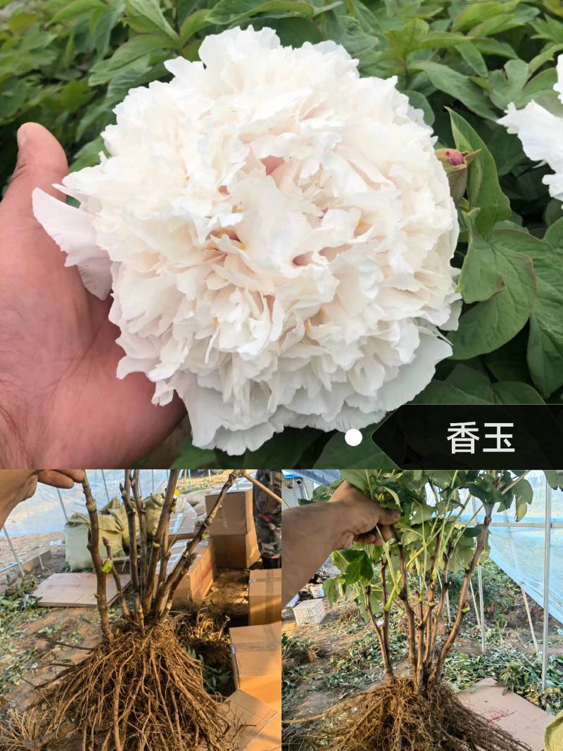 精品牡丹苗，牡丹基地直售批发零售包活包开花