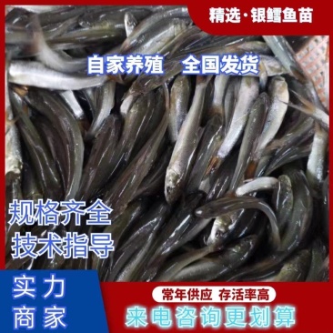 银鳕鱼苗淡水银鳕鱼鱼场直供提供技术指导包运输下塘