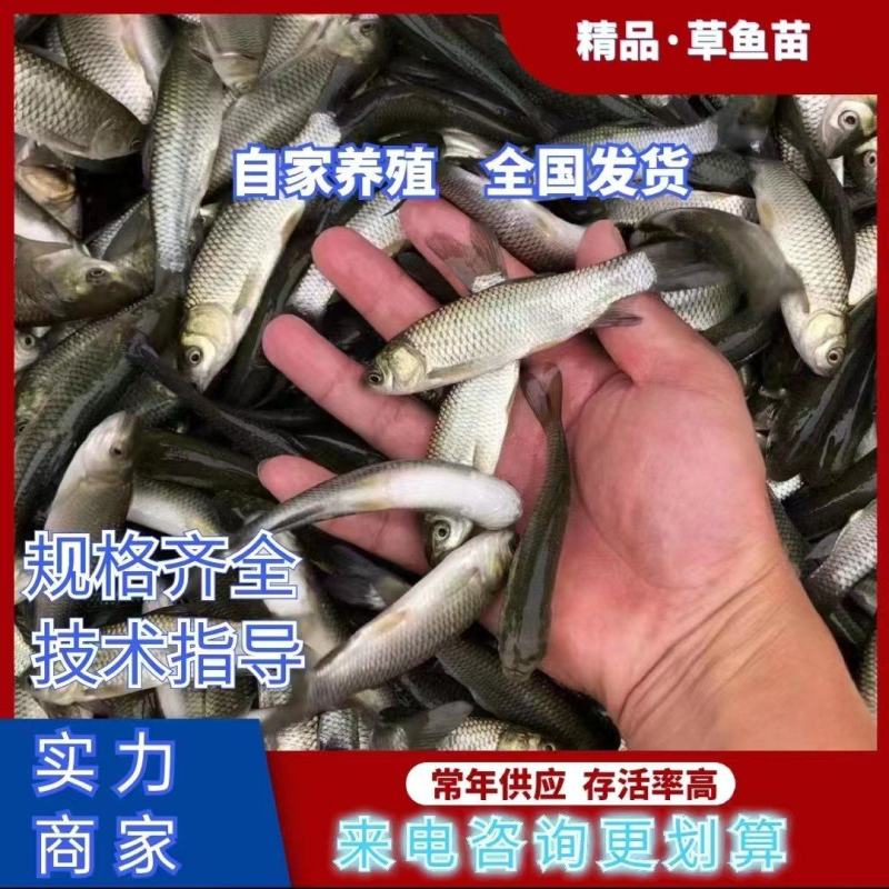 精品草鱼苗广草四川鱼苗提供技术指导支持全国送货