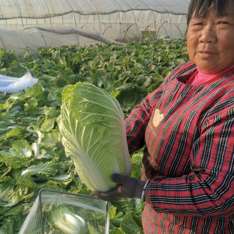【精品】黄心白菜千亩基地持续供应可视频看货