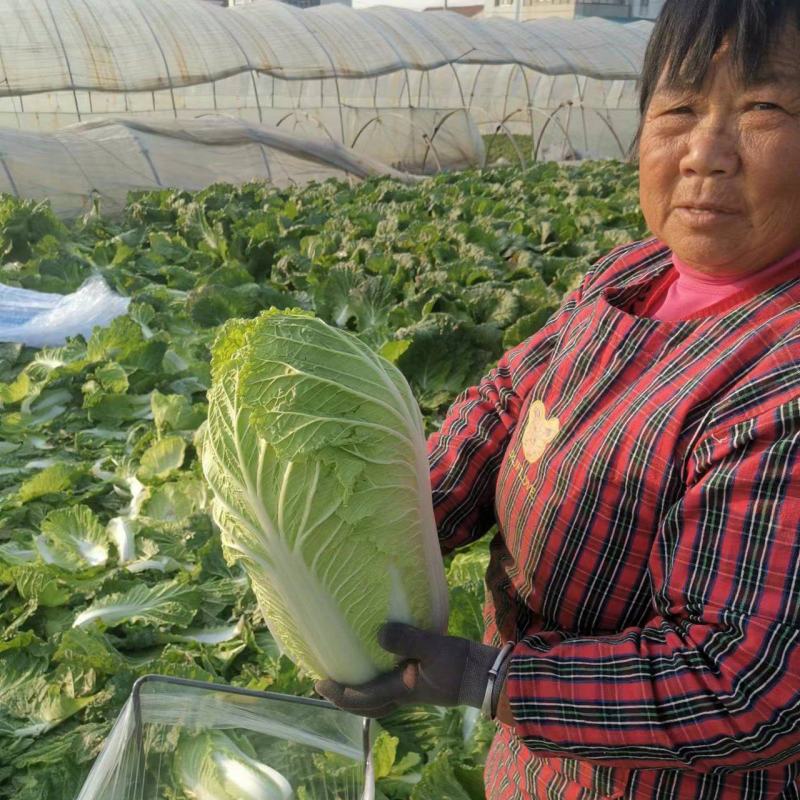 【精品】黄心白菜千亩基地持续供应可视频看货