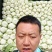 【精品】黄心白菜千亩基地持续供应可视频看货
