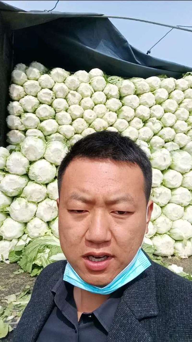 【精品】黄心白菜千亩基地持续供应可视频看货