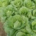 【精品】黄心白菜千亩基地持续供应可视频看货