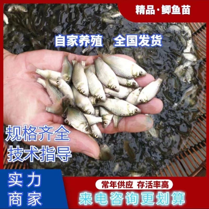 重庆鯽鱼苗优质良种鯽鱼苗中科五号鯽鱼苗包运输下塘