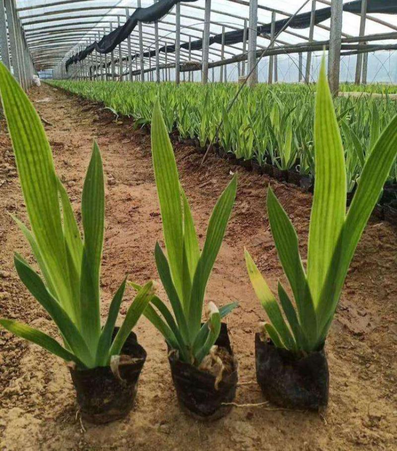 蓝花鸢尾苗马兰花苗庭院别墅花园植物盆栽草本地栽多年生喜阴